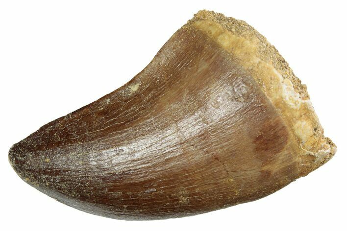 Fossil Mosasaur (Prognathodon) Tooth - Morocco #237117